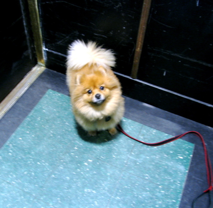 Image result for dog elevator