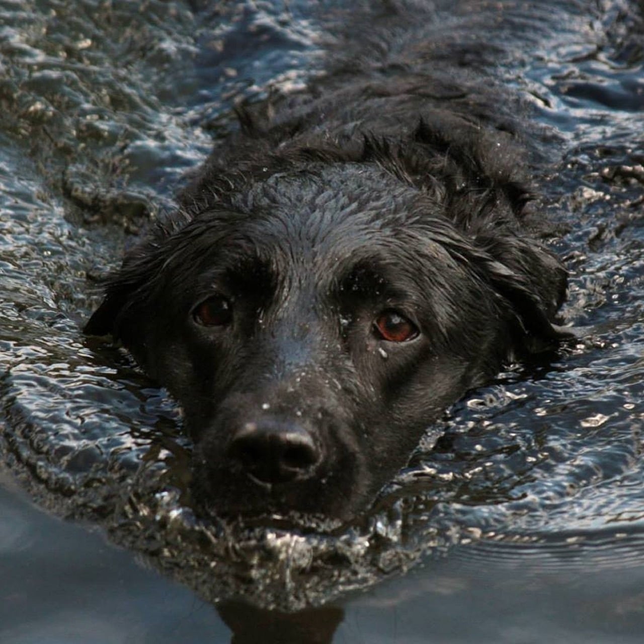 dog, water, swimming