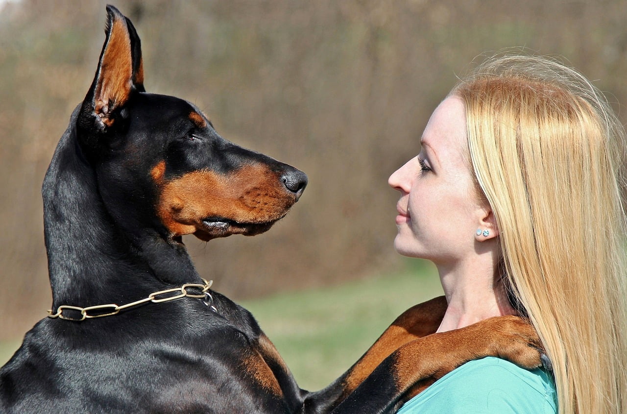 Can Dogs Feel When Someone Is Pregnant