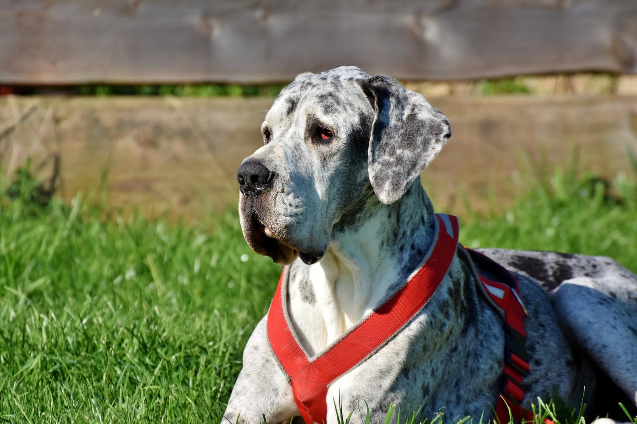 Gran danes cachorros