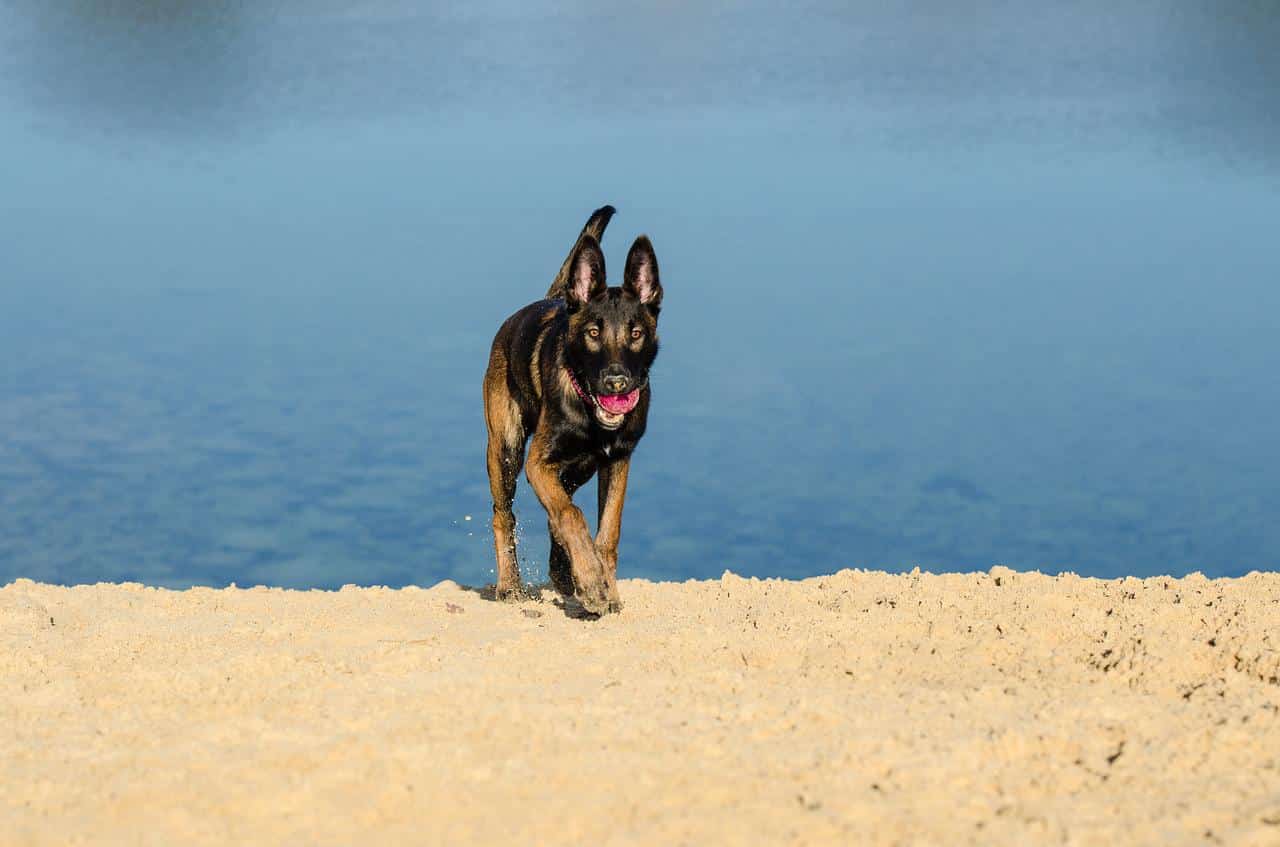 malinois, belgian shepherd dog, beach
