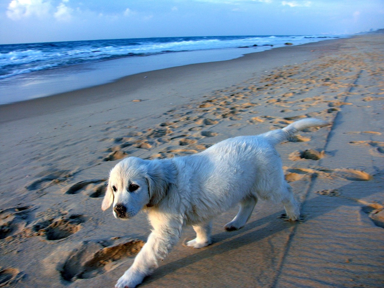 puppy, coast, sand