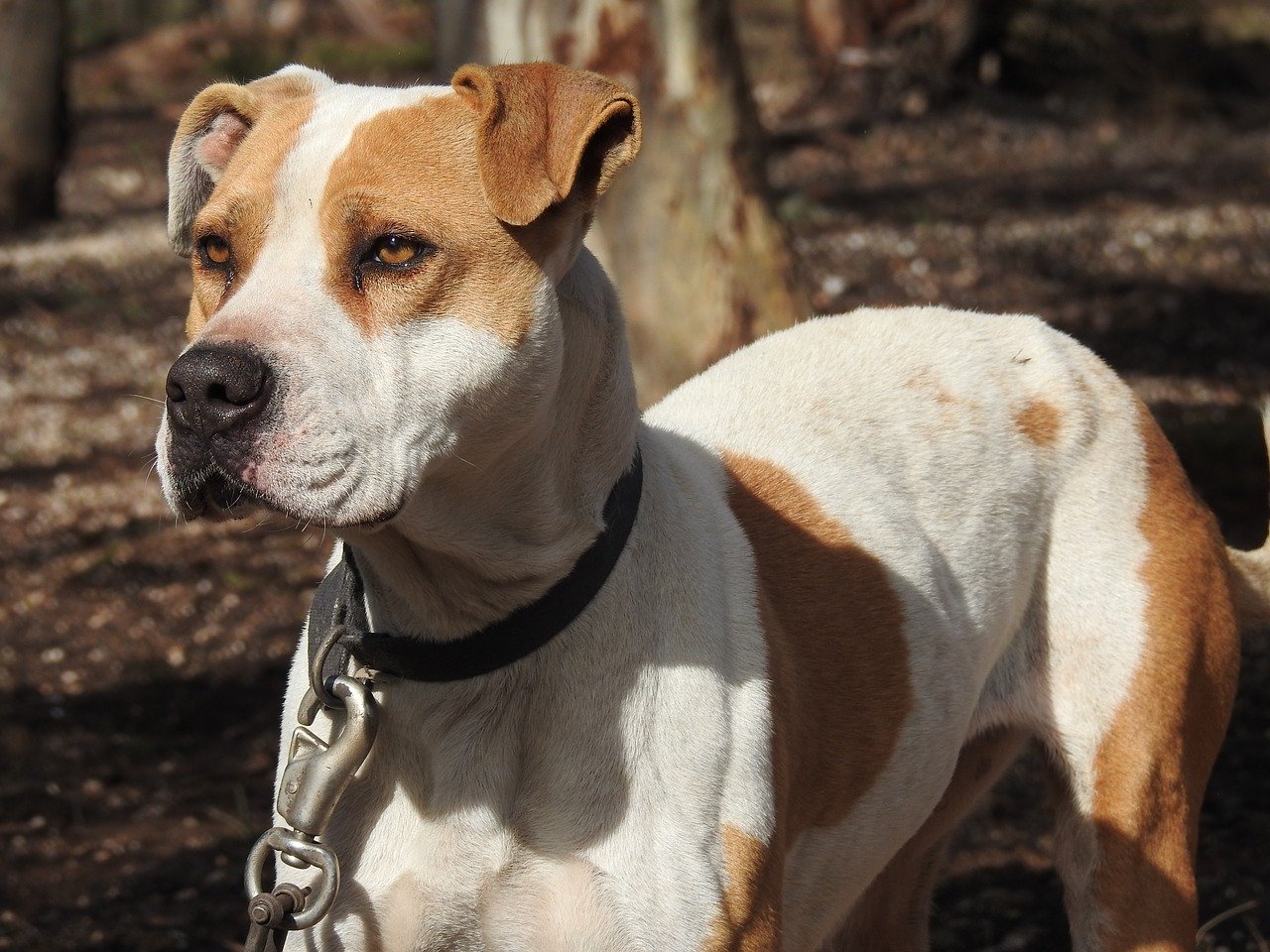 dog, canine, poised