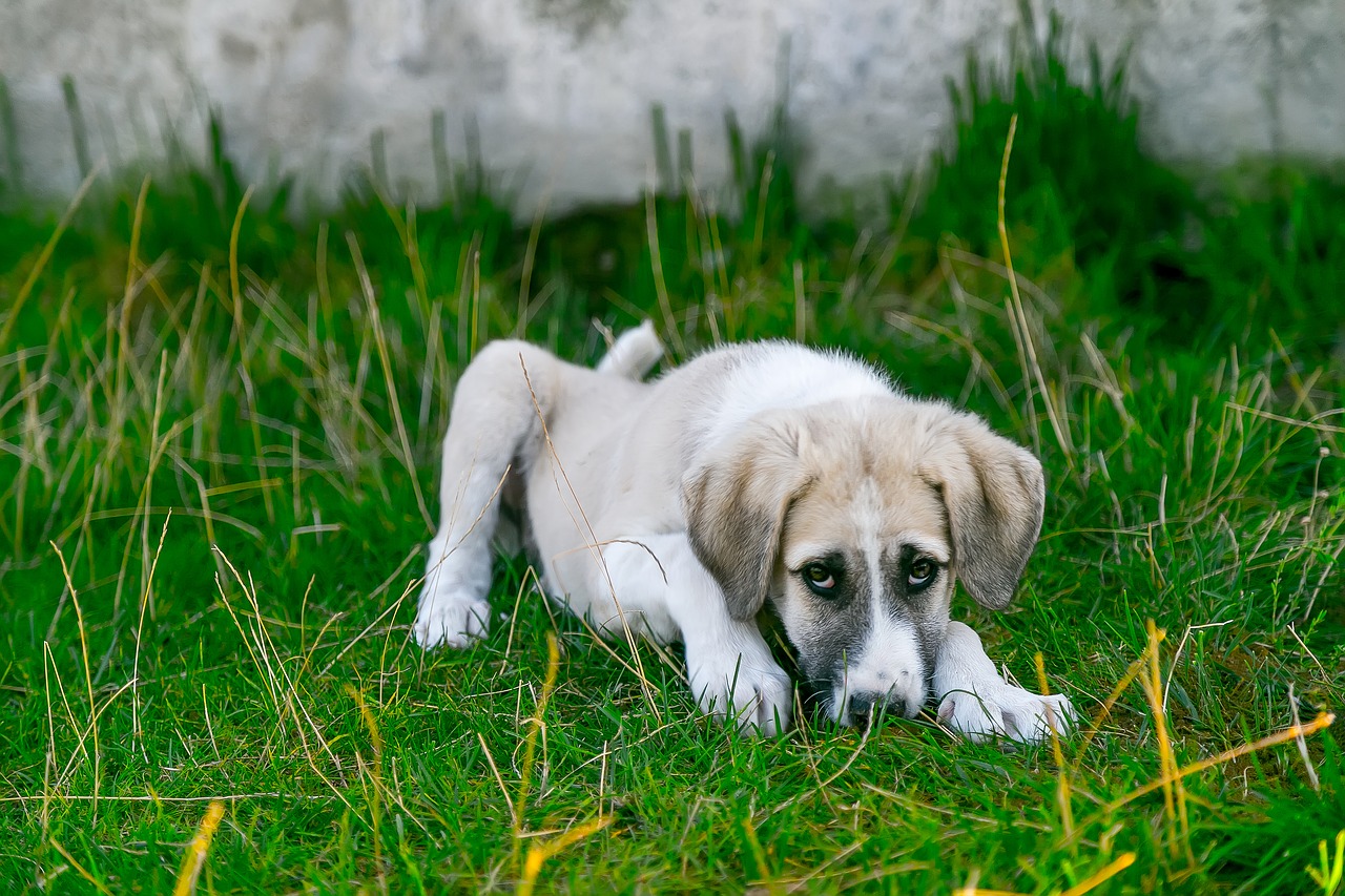 dog, stray dog, baby animal