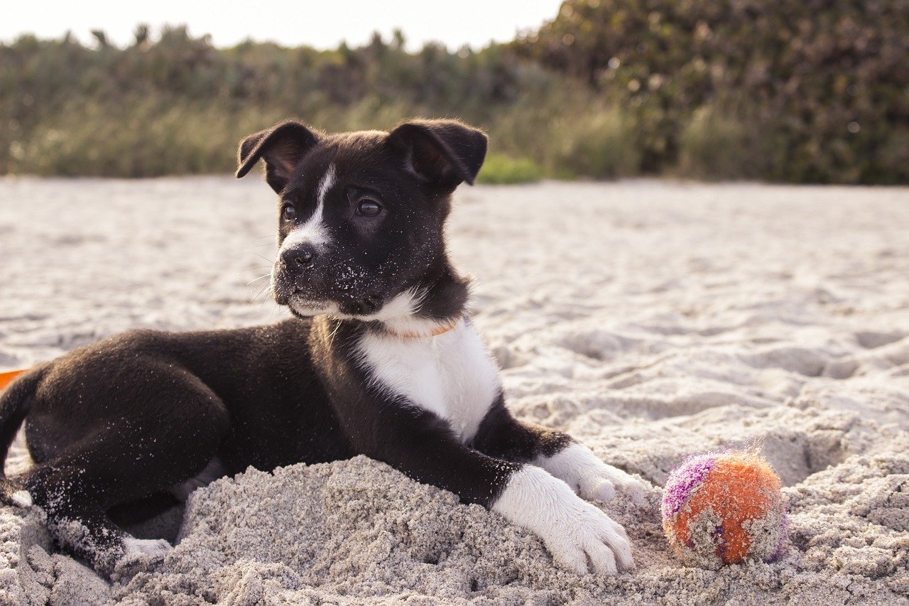 dog, puppy, playing